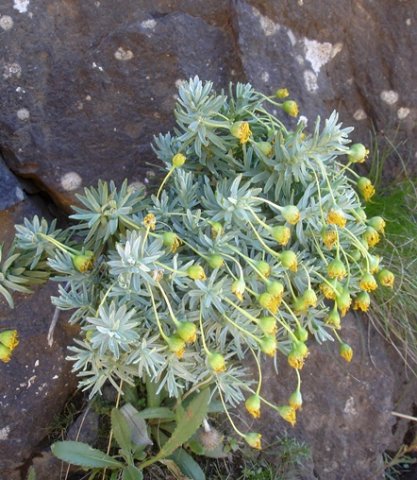 Euryops tysonii tired heads